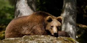 Un cioban a murit, după ce a fost atacat de un urs la o stână din Harghita. Un altul, care fusese dat dispărut, s-a ales cu răni extrem de grave