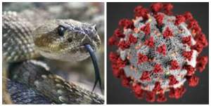 Studiu: Veninul de viperă ar putea fi un remediu împotriva coronavirusului