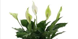 Floarea care le aduce femeilor jumătatea la ușă și norocul în dragoste. Lidia Fecioru: "Să o primiți cadou!”