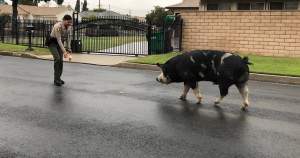 VIDEO / Metoda bizară prin care niște polițiști au ademenit un porc înapoi acasă: „Facem de toate”