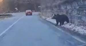 Imaginile senzației pe Transfăgărăşan! Urşii au ieşit la plimbare. Animalele s-au apropiat de mașini / FOTO