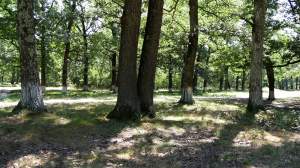 Un bărbat a fost găsit mort în Pădurea Drăgoieni! De ce era bărbatul ghemuit pe bancheta din spate a unui taxi
