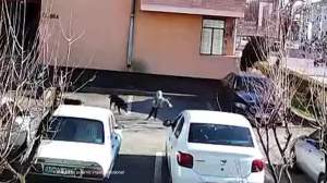 Copil din Argeș, atacat de mai mulți câini agresivi. Maidanezii se plimbau prin spatele unui bloc din oraș / FOTO
