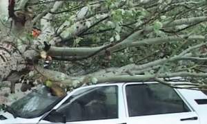 VIDEO / O femeie din Brăila a murit după ce un copac s-a prăbuşit peste maşina în care se afla cu soţul ei! Ce s-a întâmplat cu bărbatul