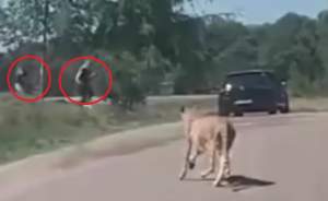 VIDEO & FOTO / Doi soți au fost atacați de gheparzi, la grădina zoologică! Alături de ei mai erau doi copii