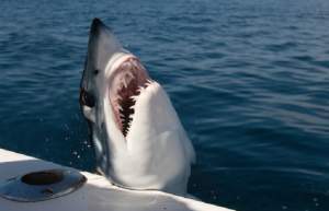 Interlopi periculoși din România, atacați de rechini în timp ce încercau să ajungă ilegal în SUA / Detalii cu impact emoțional!