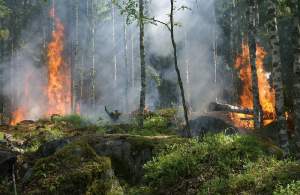 Incendiu devastator în Anglia! Pădurea lui „Winnie the Pooh” distrusă de flăcări uriaşe