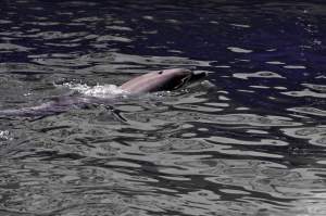 Fenomenul ciudat întâlnit în Marea Neagră. Ce se întâmplă cu delfinii