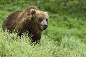 Clipe de panică în Harghita! Un bărbat a fost atacat de un urs, în timpul unei drumeții. În ce stare se află