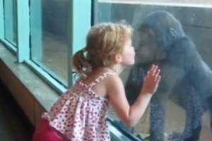O fetiţă se sărută cu o gorilă! / VIDEO
