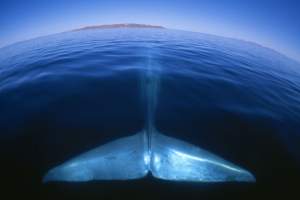 Ştiai că inima unei balene cântăreşte cât o maşină? Iată imaginea care te va şoca!