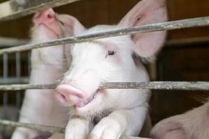 Imagini incredibile! Un porc cu două capete s-a născut în gospodăria unei familii, iar localnicii l-au privit ca un semn în pandemia de coronavirus