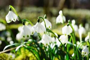 Flori de primăvara de gradină - imagini, denumiri și sfaturi pentru îngrijirea lor