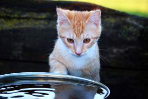 Care este motivul pentru care pisicile urăsc apa. Ce spun ultimele descoperiri ale experților