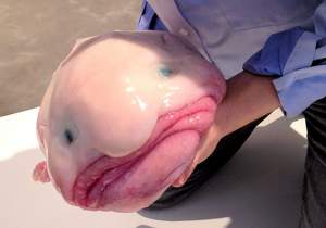Credeai că le-ai văzut pe toate? Acesta este cel mai urât peşte care există!