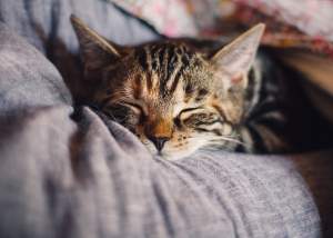 Prima pisică depistată pozitiv cu noul coronavirus! De unde provine felina și de unde a luat boala