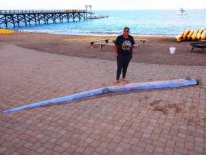 A fost descoperit un monstru marin lung de 5,5 metri. Fotografiile sunt uimitoare