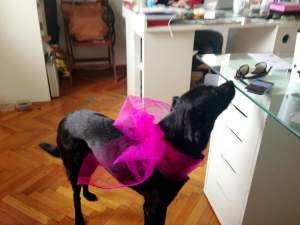 Ai văzut ce câine simpatic are Andreea Raicu? / Galerie Foto