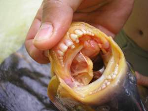 Peştele MONSTRU care devorează testicule umane a fost găsit în Sena! Uite cum arată!