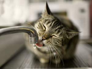 Care este motivul pentru care pisicile urăsc apa. Ce spun ultimele descoperiri ale experților