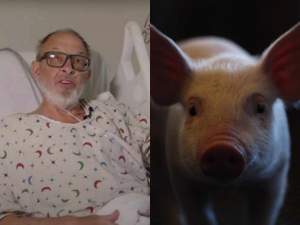 Al doilea bărbat care a primit o inimă de porc a murit. Medicii i-au făcut transplantul în urmă cu șase săptămâni