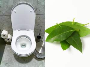 De ce e bine să pui frunze de dafin în toaletă. Trucul pe care ți-ai fi dorit să îl fi știut de mai demult