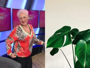 Planta care aduce fericire și iubire în viața tuturor  femeilor. Lidia Fecioru o recomandă în toate locuințele: ”Este bine să...”