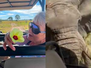 Turistă plecată în safari, ucisă de un elefant! Vacanța unui grup de oameni s-a transformat într-o tragedie / VIDEO