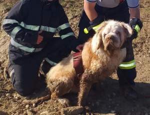 Cum au salvat pompierii din Giurgiu un câine orb, de la înec! „A fost o misiune inedită” /  FOTO