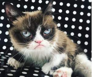 Prima reacție a stăpânei „pisicii morocănoase”, după moartea felinei: „A fost copilul nostru”