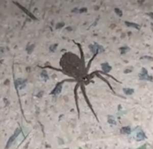VIDEO / A vrut să prindă un păianjen, dar ce a urmat e de coşmar! Casa le-a fost invadată