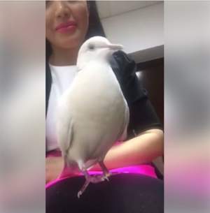VIDEO / Andreea Mantea şi-a refăcut viaţa şi s-a afişat cu... porumbelul! Ce a ieşit la iveală din imagini