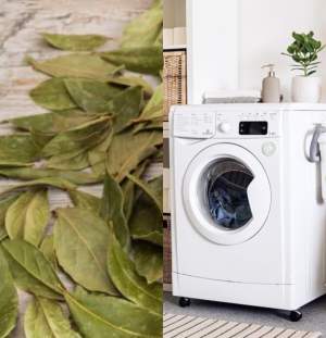 Ce se întâmplă dacă pui foi de dafin în mașina de spălat. Rezultatul este uimitor