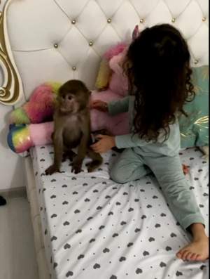Tzancă Uraganu, surpriză de proporții pentru fiica sa. Manelistul i-a cumpărat micuței Anais o maimuță / FOTO