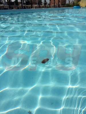 FOTO / Imagini revoltătoare dintr-un parc acvatic de lângă Bucureşti! Un şobolan înota de voie în piscină