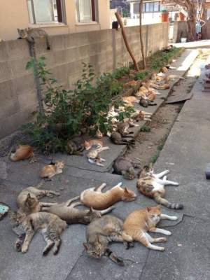Uite cum arată raiul pisicilor! Nu o să îţi vină să crezi că există aşa ceva