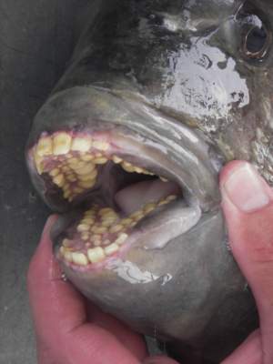 Peştele MONSTRU care devorează testicule umane a fost găsit în Sena! Uite cum arată!