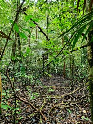 Doi copii, de șase și opt ani, s-au rătăcit în Jungla Amazoniană. Au fost găsiți nevătămați, întâmplător, după o lună