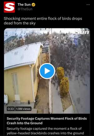 Videoclip incredibil cu un stol de păsări care s-a prăbușit! Imagini apocaliptice cu zecile de zburătoare / VIDEO