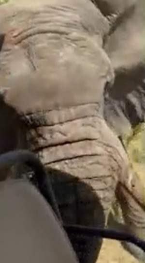 Turistă plecată în safari, ucisă de un elefant! Vacanța unui grup de oameni s-a transformat într-o tragedie / VIDEO