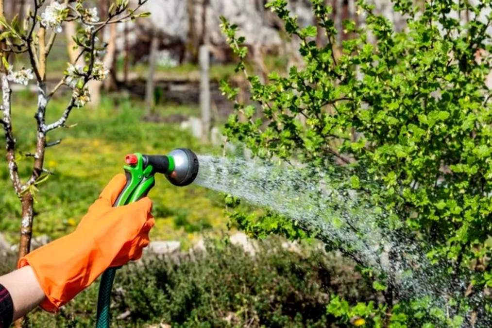 Ce se &icirc;nt&acirc;mplă dacă uzi plantele de grădină &icirc;n plin soare. Grădinarii profesioniști au dat verdictul