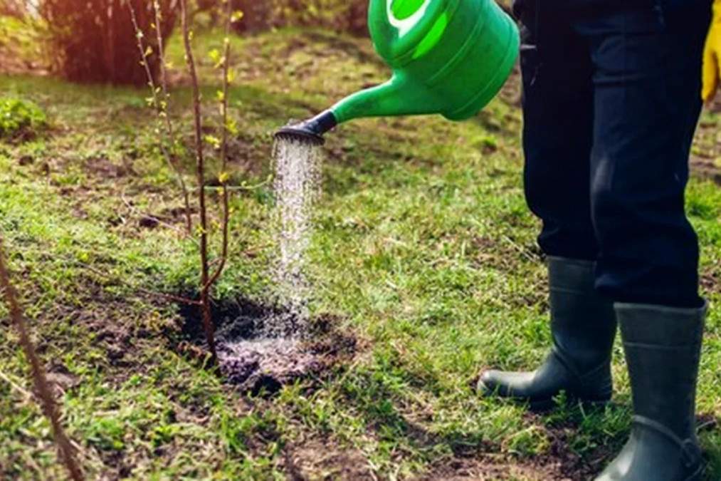 Lucrările care se fac &icirc;n livadă la jumătatea lunii martie &icirc;n Rom&acirc;nia. Ce trebuie să facă pomicultorii pentru o recoltă bogată