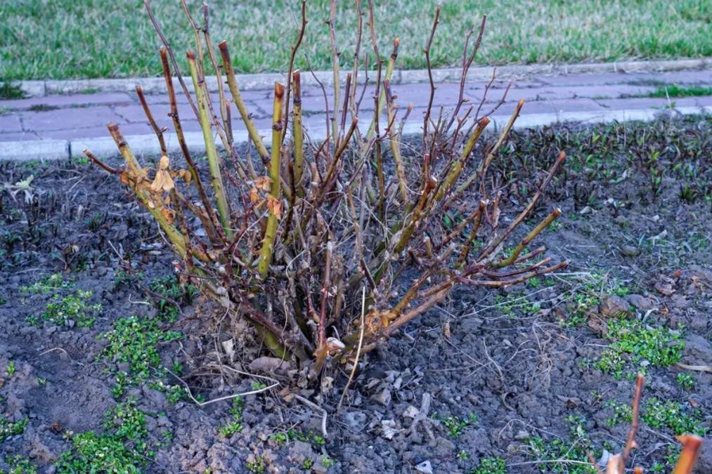 Cum să tai trandafirii primăvara pentru flori bogate &icirc;n vară. Trebuie să fii atent la muguri