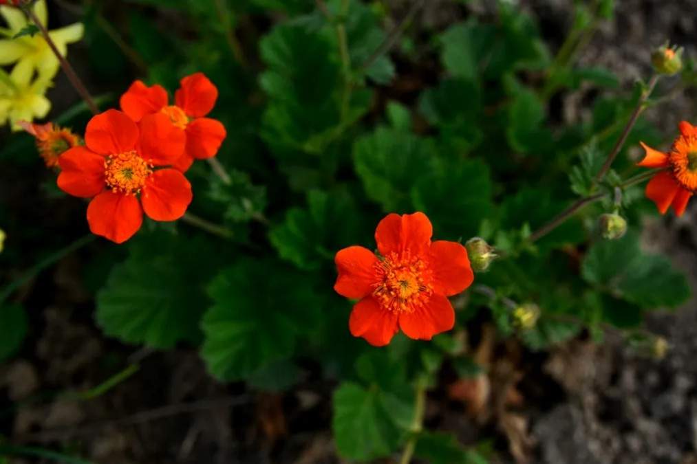 Ce flori perene să plantezi &icirc;n martie dacă vrei o grădină colorată, care să &icirc;nflorească ani la r&acirc;nd