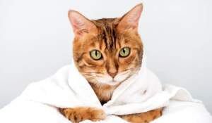 Cele mai energice rase de pisici. Micuţele feline sunt mereu dornice de joacă