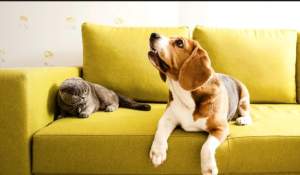 Câte animale ai voie să ţii într-un apartament. Reguli de respectat când sunt scoase din locuinţă