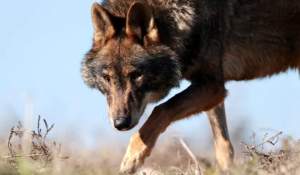 Oraşul din România unde oamenii se tem să iasă din case din cauza lupilor. Animalele umblă în haită pe străzi