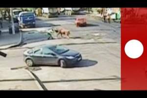 Un poliţist a fost atacat de un taur în mijlocul unei intersecţii din Brăila / Video