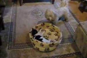 Râzi cu lacrimi! Un căţel se luptă să-şi recupereze patul ocupat de o pisică / VIDEO