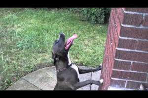 Un Don Quijote canin! Uite ce luptă amuzantă poartă un căţel / VIDEO